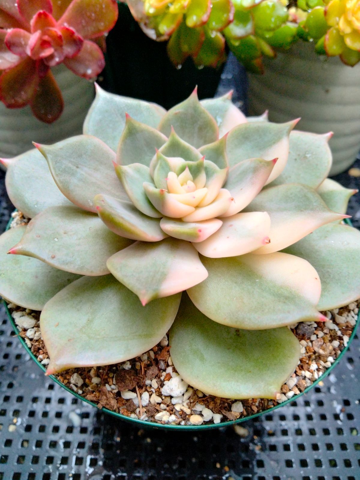 多肉植物　メタルプリム錦　抜き苗 多肉植物 メタルプリム錦 抜き苗 【公式通販】