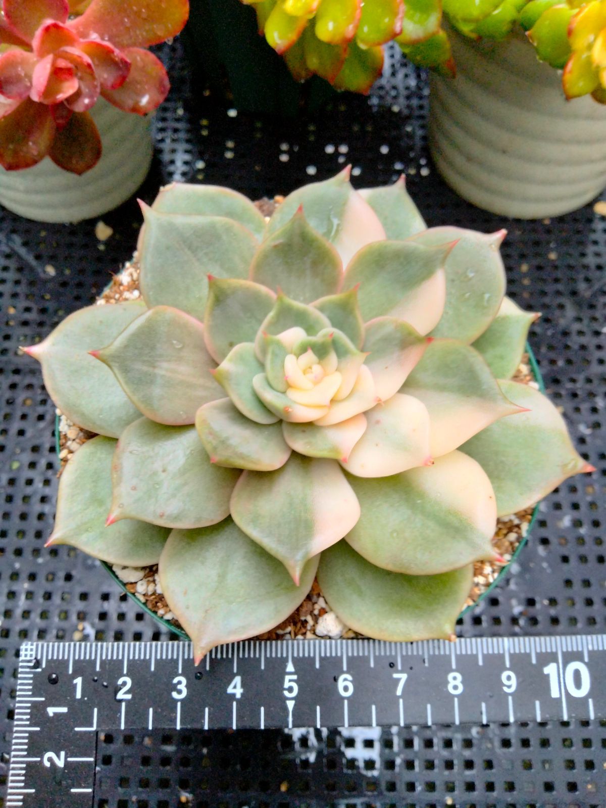 多肉植物 メタルプリム錦 抜き苗 多肉植物 メタルプリム錦 抜き苗