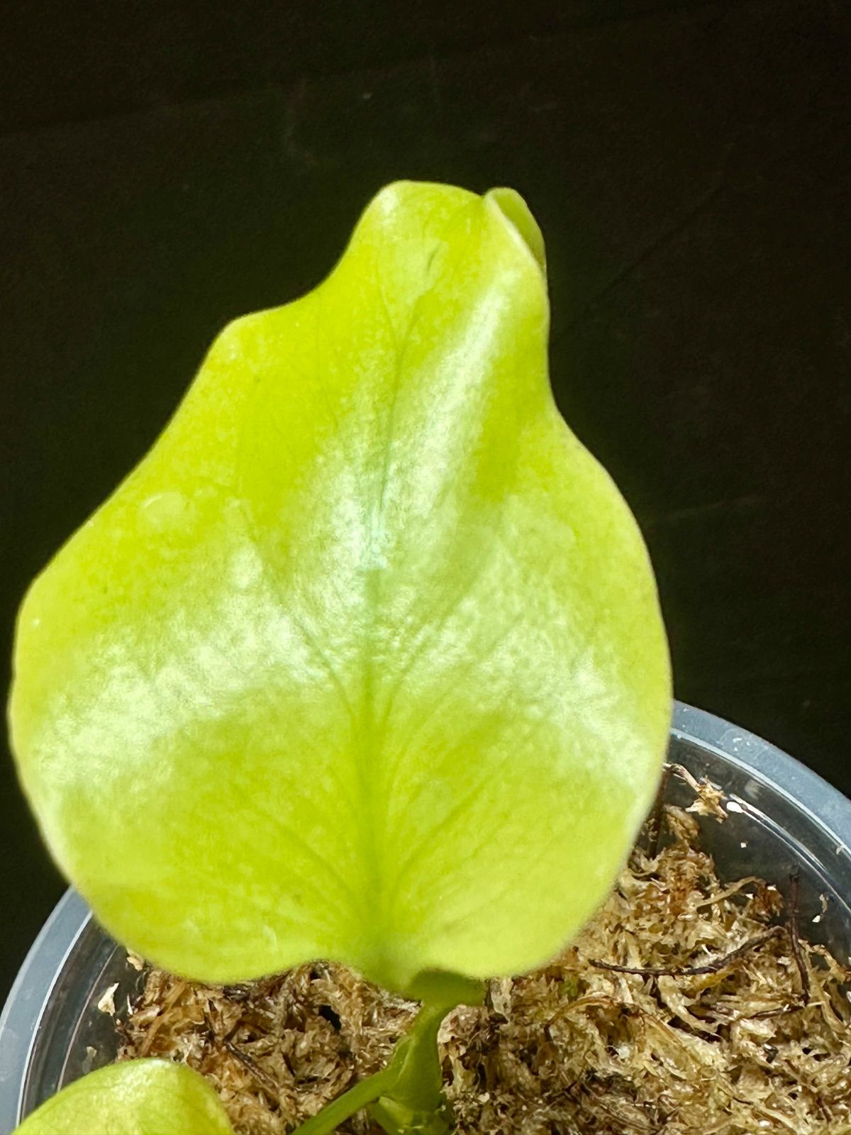 モンステラ レモンライムFull Variegation lsw098 モンステラ レモン