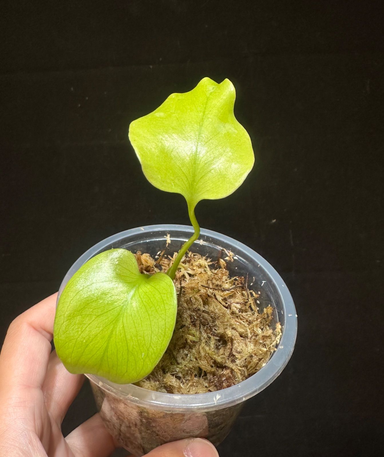 Monstera Lemon Lime Full Variegation モンステラ レモンライム