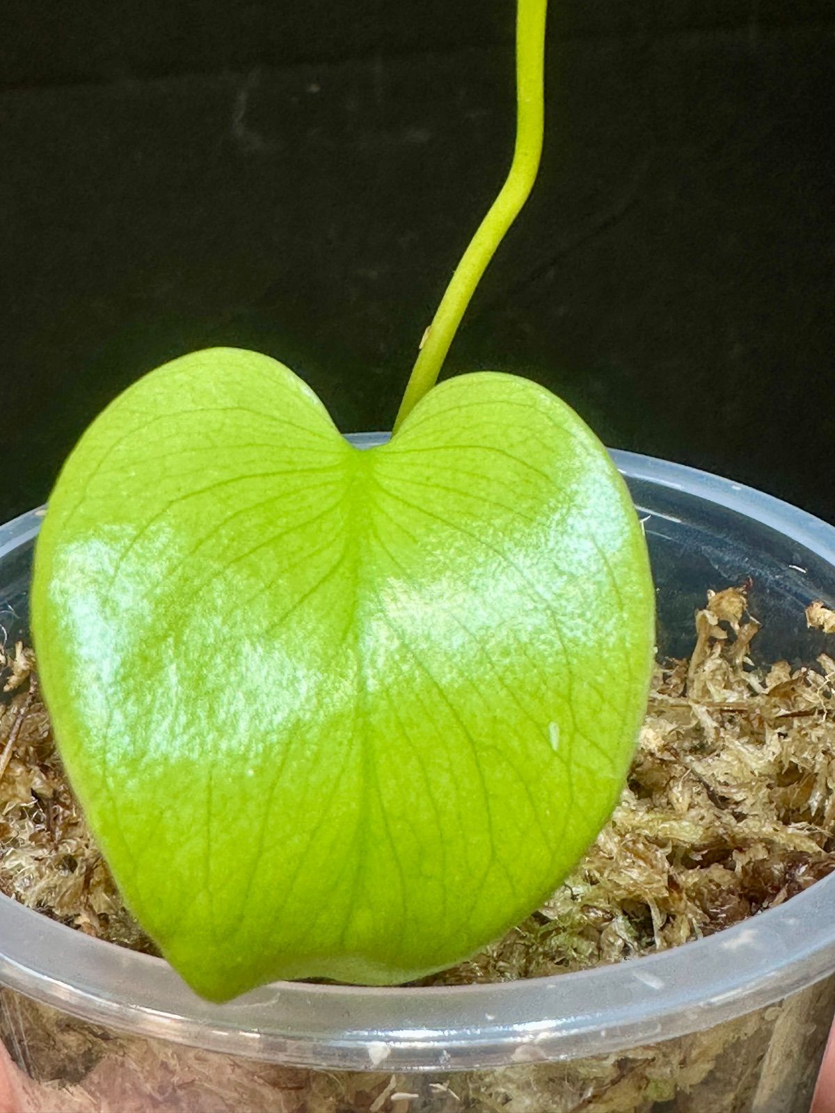 「超激レア」モンステラ　ライトライム　Light Lime フルムーン遺伝安定 m87463250687_1.jpg?1755135532