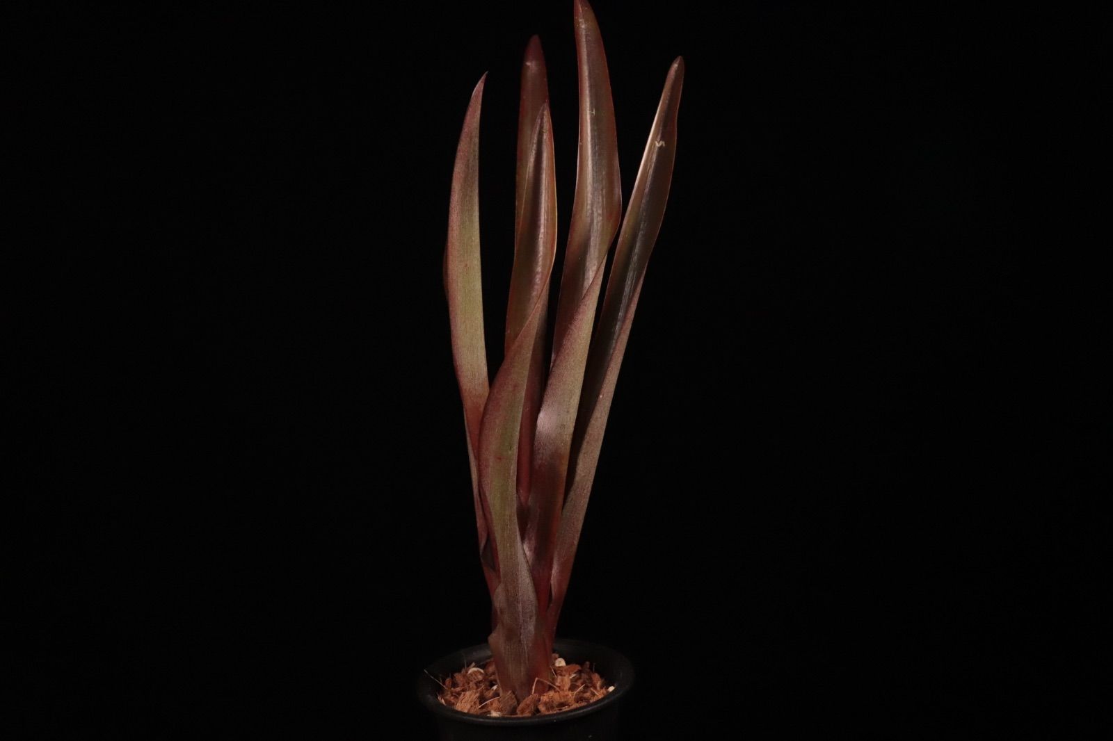 ブロメリア・エアープランツ A. Chocolate x N. Blushing Tiger N0592 ブロメリア・エアープランツ A. Chocolate x N. Blushing Tiger N0592