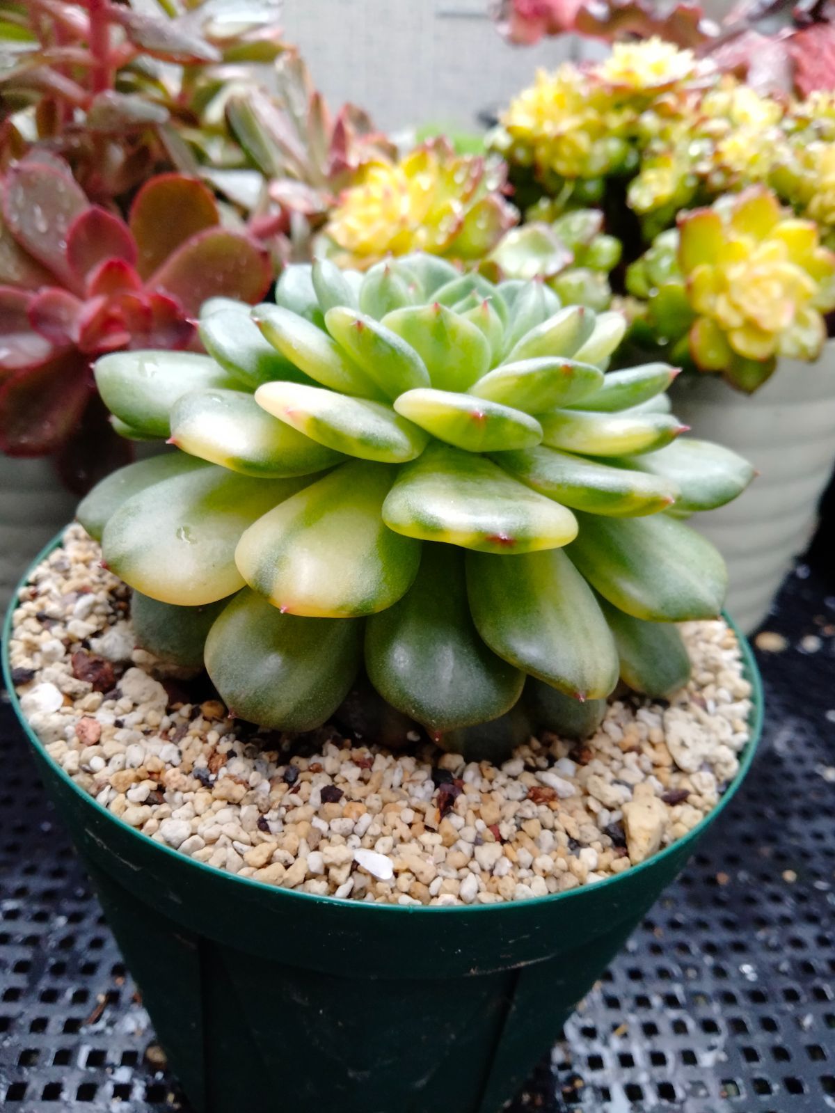 多肉植物 ホワイトファーム錦 大苗 抜き苗 - メルカリ