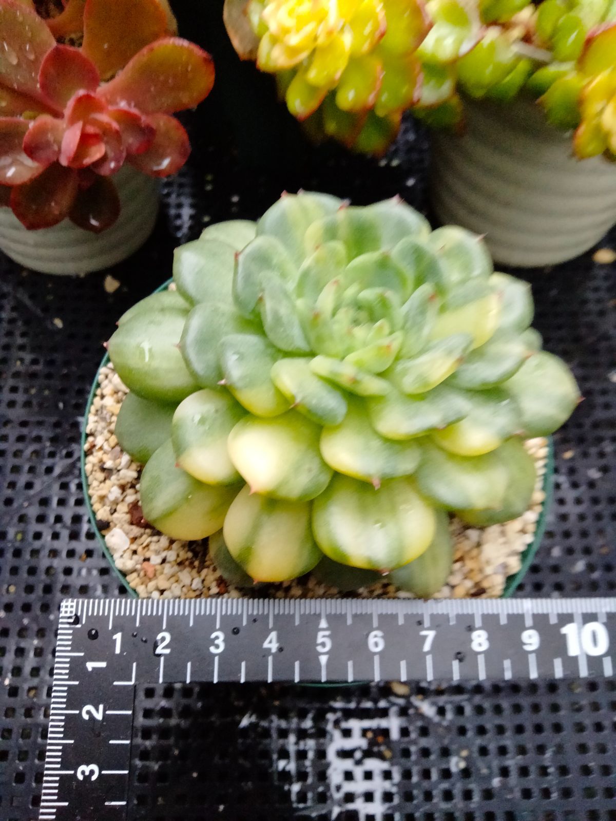 多肉植物 ホワイトファーム錦 大苗 抜き苗 - メルカリ