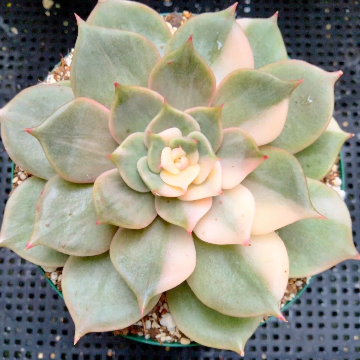 多肉植物　メタルプリム錦　抜き苗 多肉植物 メタルプリム錦 抜き苗 【公式通販】