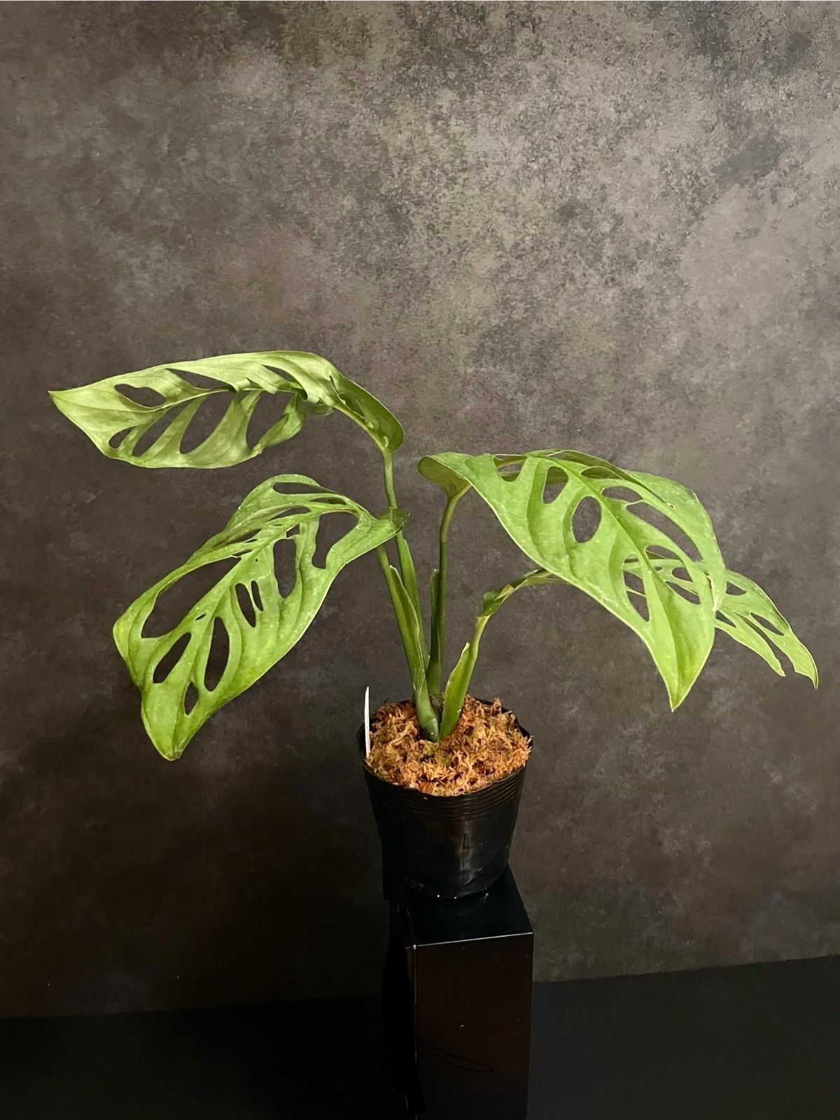 issei G.C.ザリバイブJr.10色コンプリートセット 激レア旧パケ 常吉