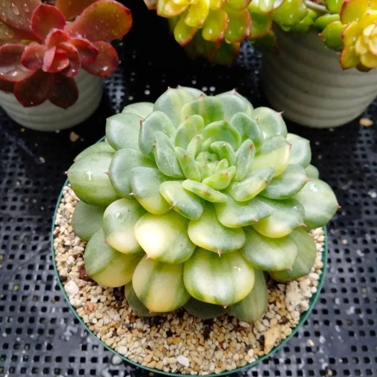 多肉植物 ホワイトファーム錦 大苗 抜き苗 - メルカリ