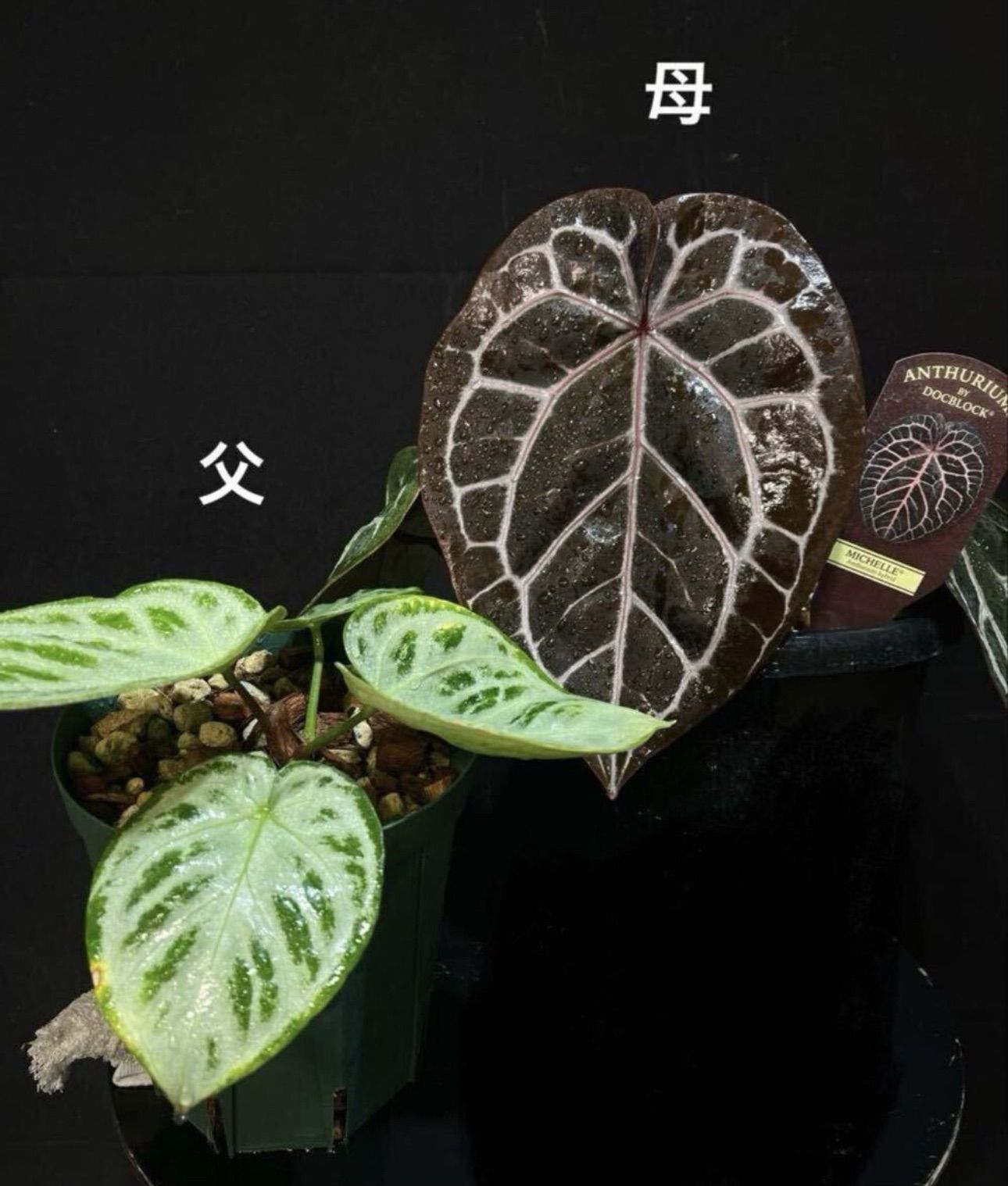 るい Anthurium'Michelle'2株 Anthurium 'zara x michelle'