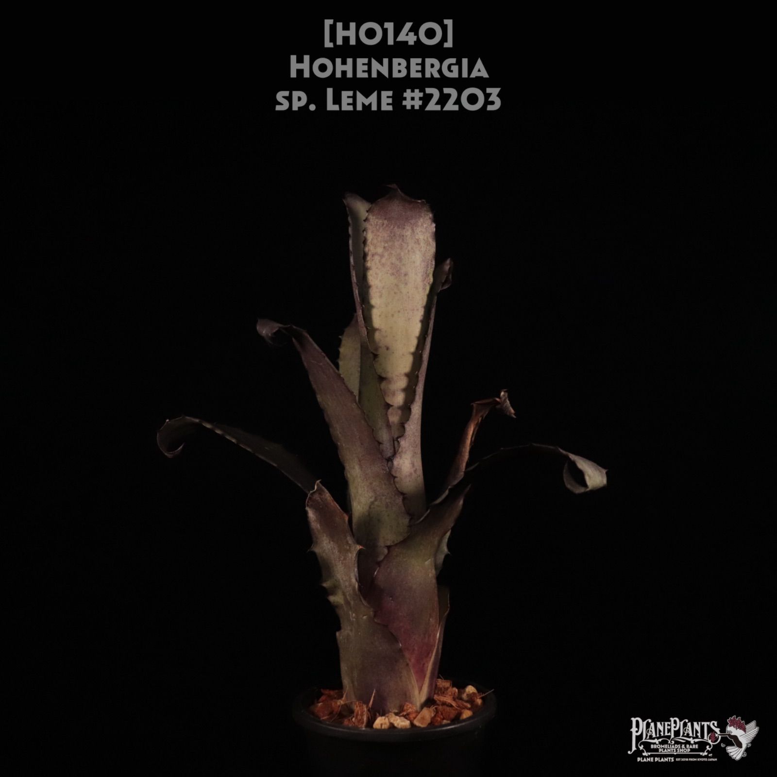 送料無料】Hohenbergia sp. Leme #2203〔ホヘンベルギア〕現品発送