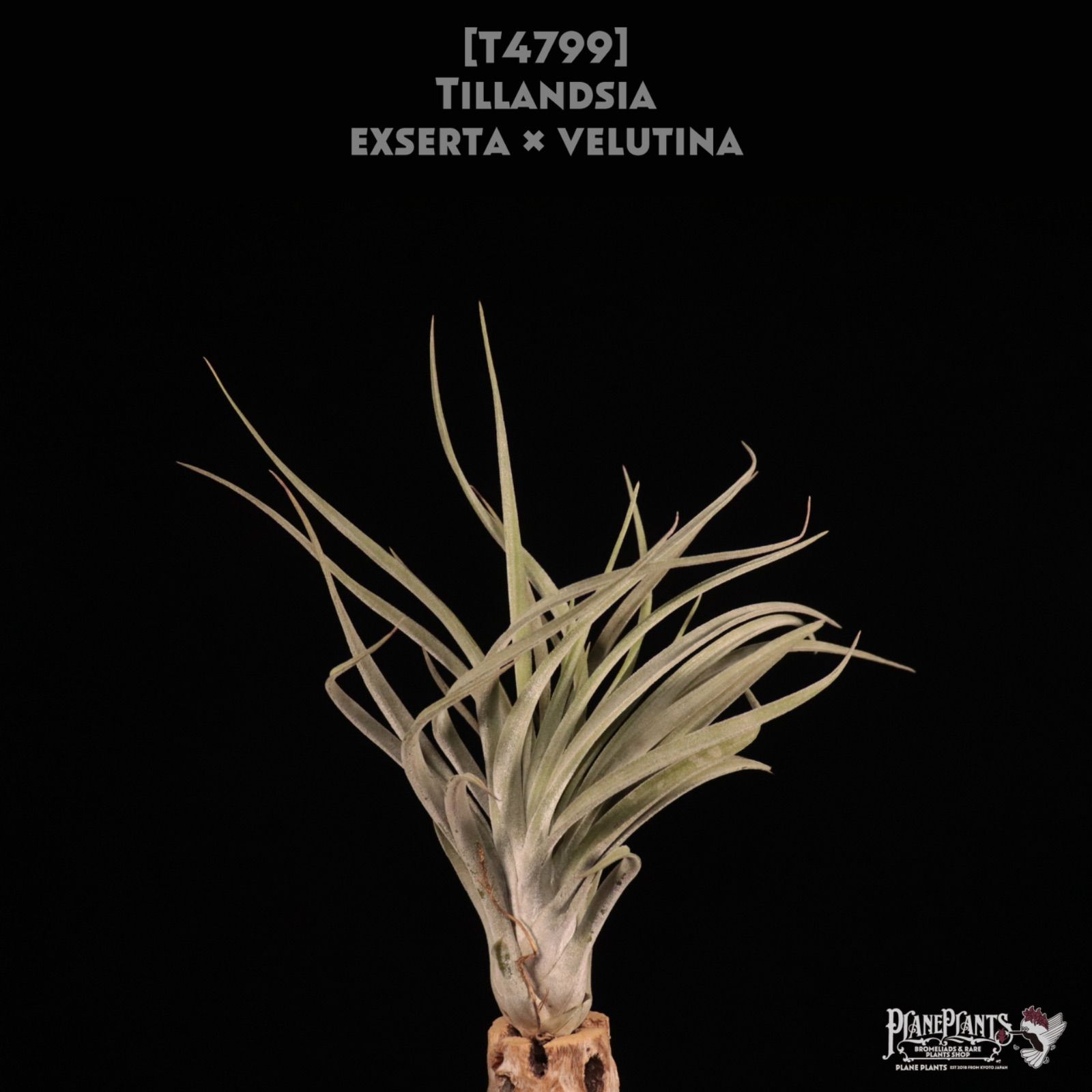 送料無料】exserta x velutina 〔エアプランツ〕現品発送T4799 /@plane