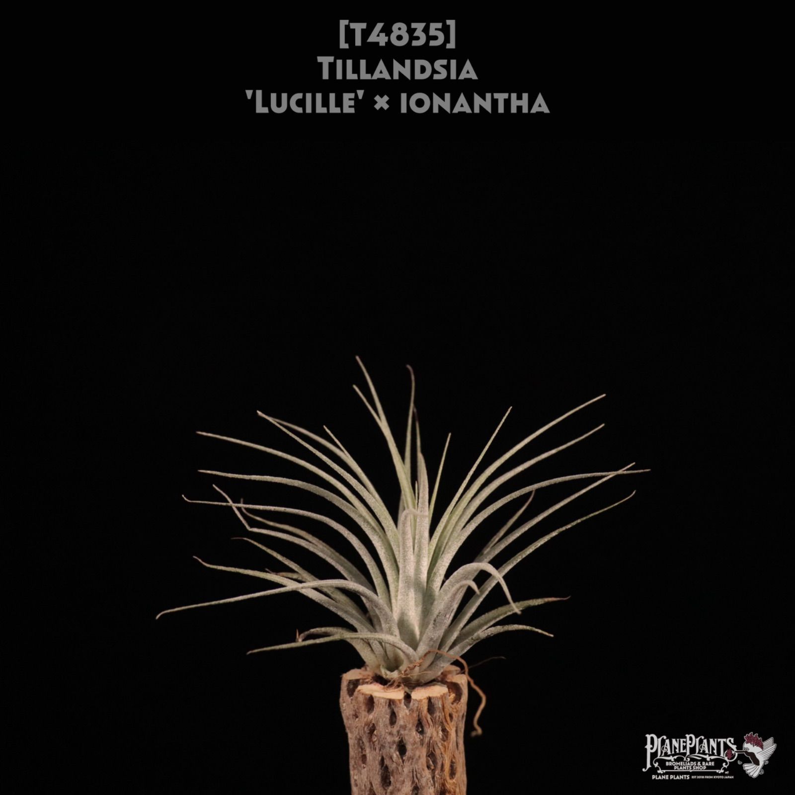 送料無料】'Lucille' x ionantha〔エアプランツ〕現品発送T4835