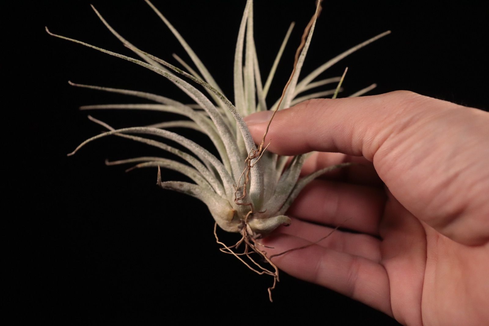 ブロメリア・エアープランツ Tillandsia exserta x ionantha'Apretado' ブロメリア・エアープランツ Tillandsia exserta x ionantha'Apretado
