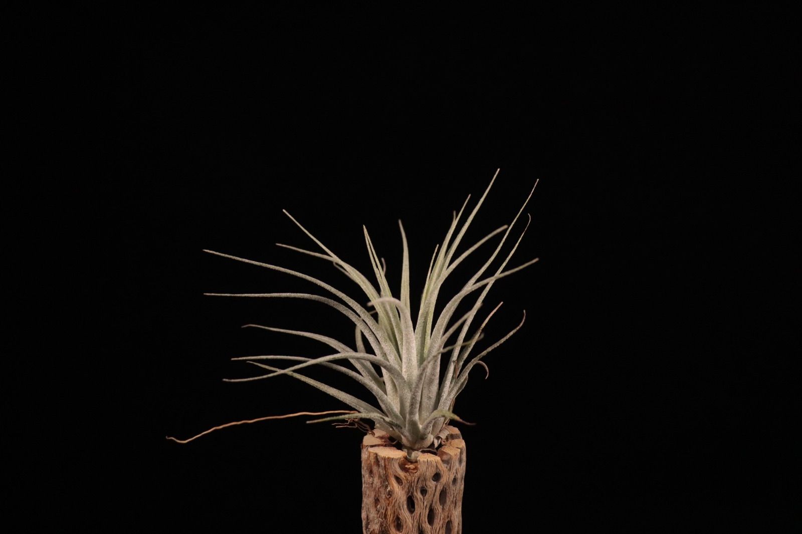 送料無料】'Lucille' x ionantha〔エアプランツ〕現品発送T4835