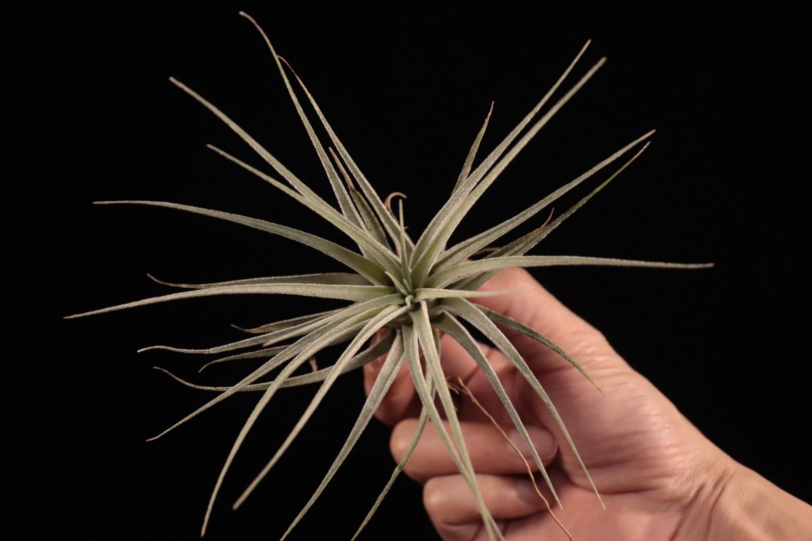 送料無料】'Lucille' x ionantha〔エアプランツ〕現品発送T4835