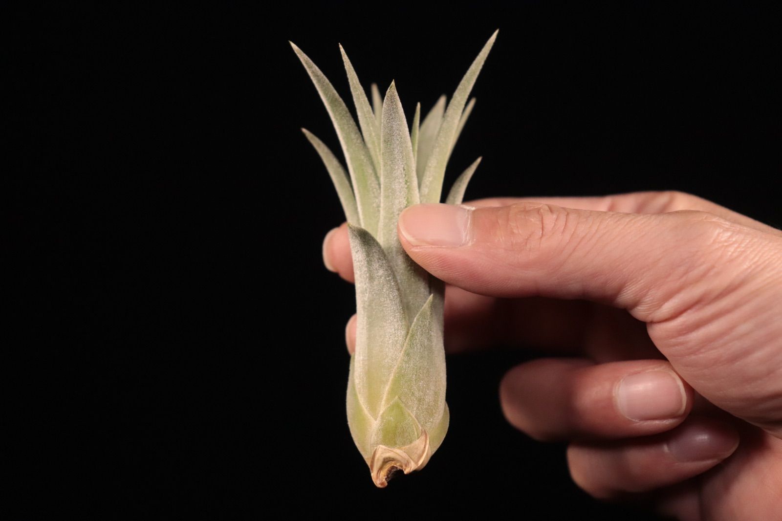 ブロメリア・エアープランツ ionantha 'Fire' ブロメリア・エアープランツ ionantha 'Fire' ionantha 'Fire