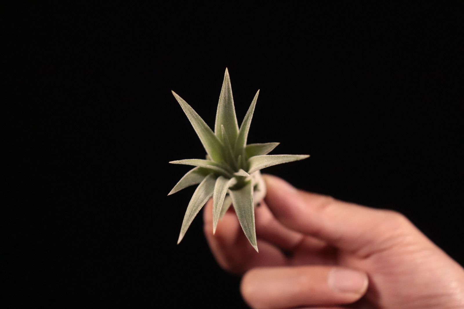 ブロメリア・エアープランツ ionantha 'Fire' ionantha 'Fire' ブロメリア・エアープランツ