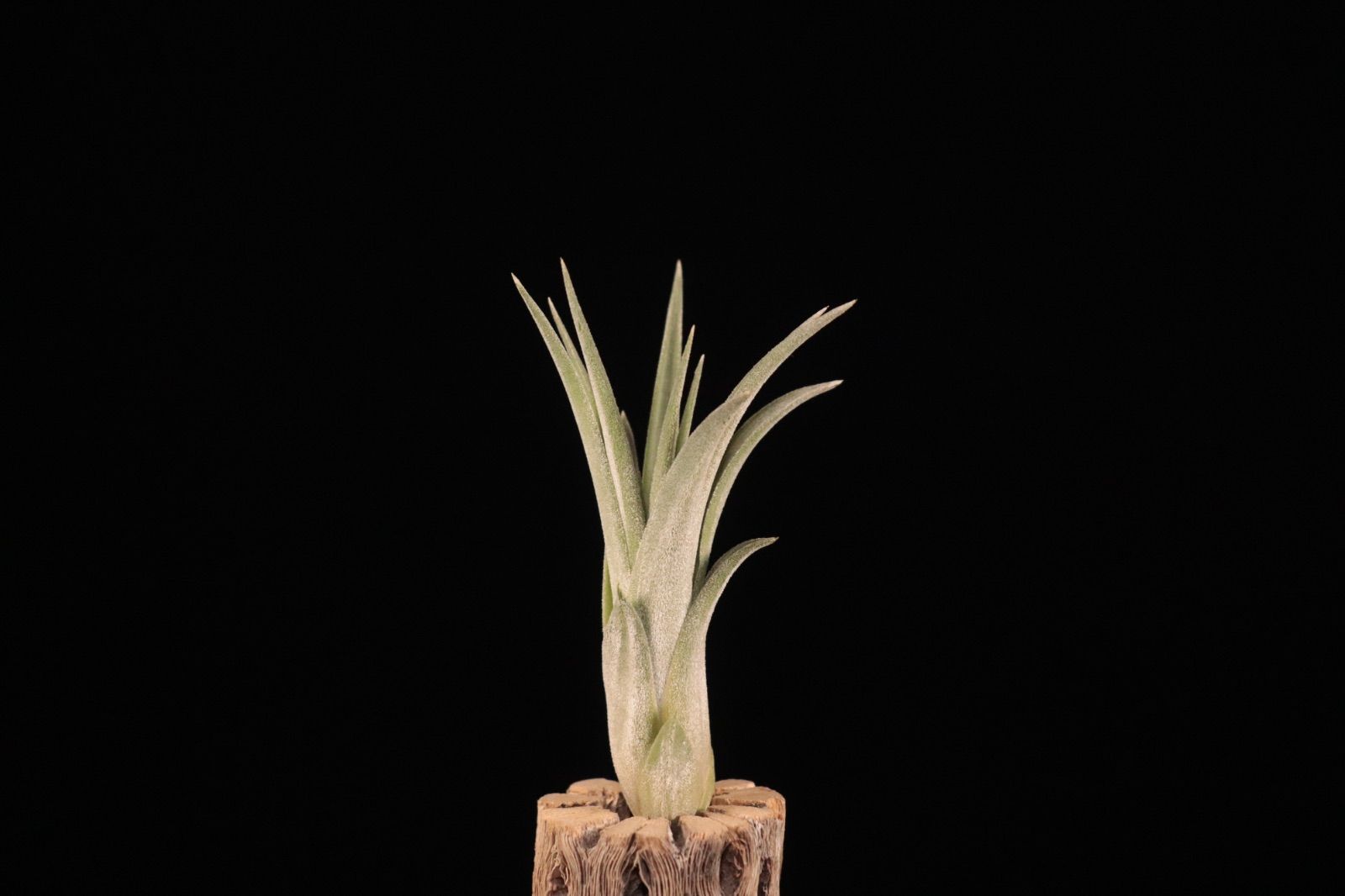 ブロメリア・エアープランツ ionantha 'Fire' ionantha 'Fire' ブロメリア・エアープランツ