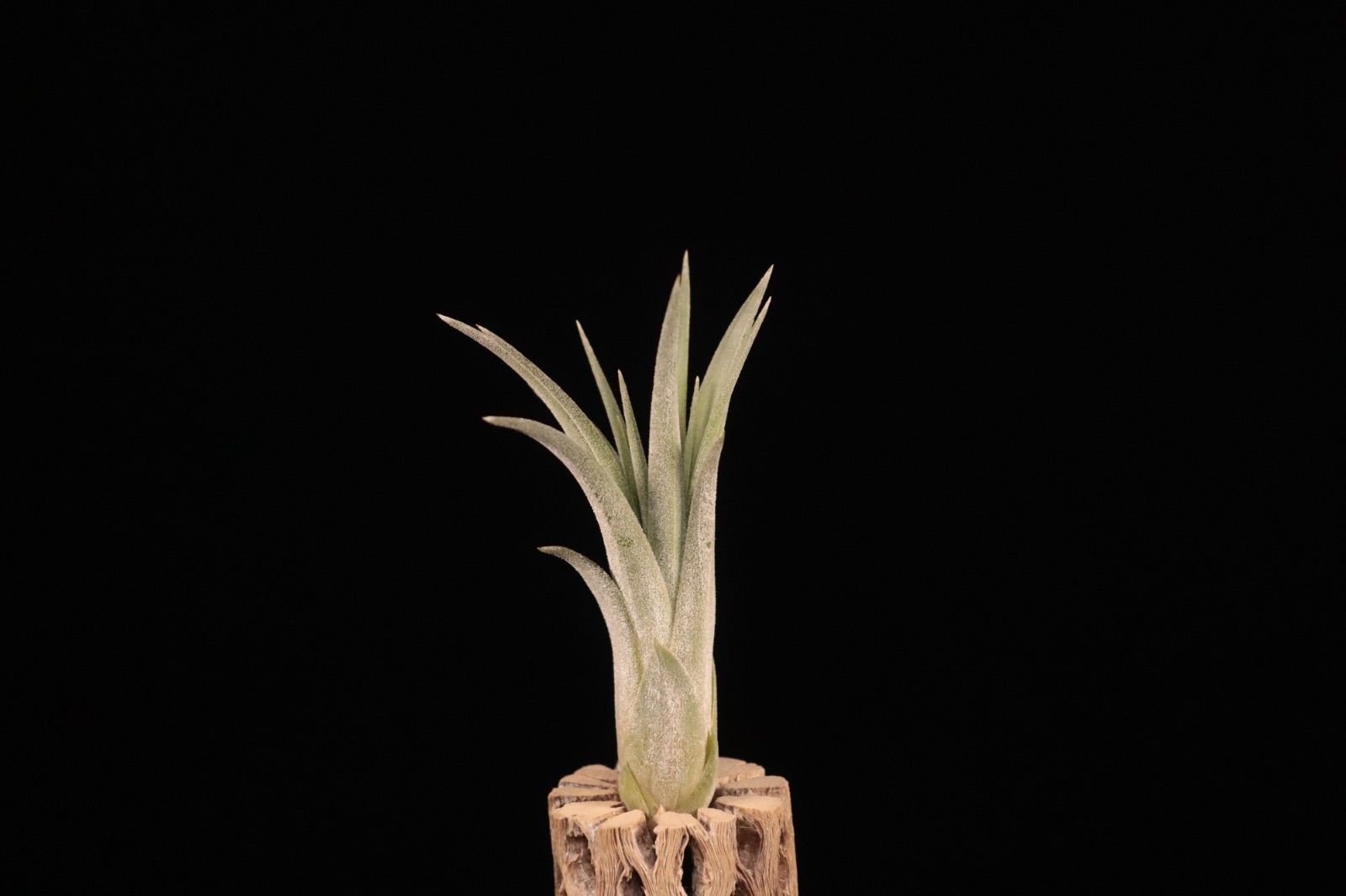 送料無料】'Silver Queen' x ionantha 'Fuego'〔エアプランツ〕現品