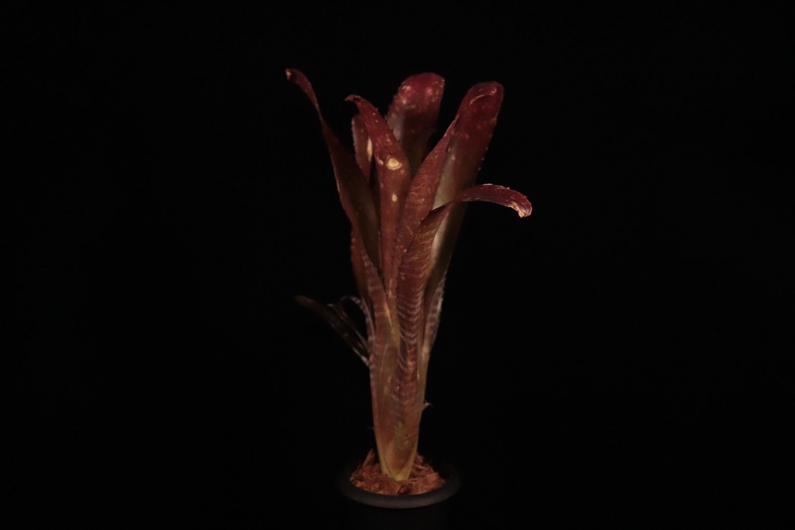 ブロメリア・エアープランツ Billbergia Kolan Crunch 送料無料