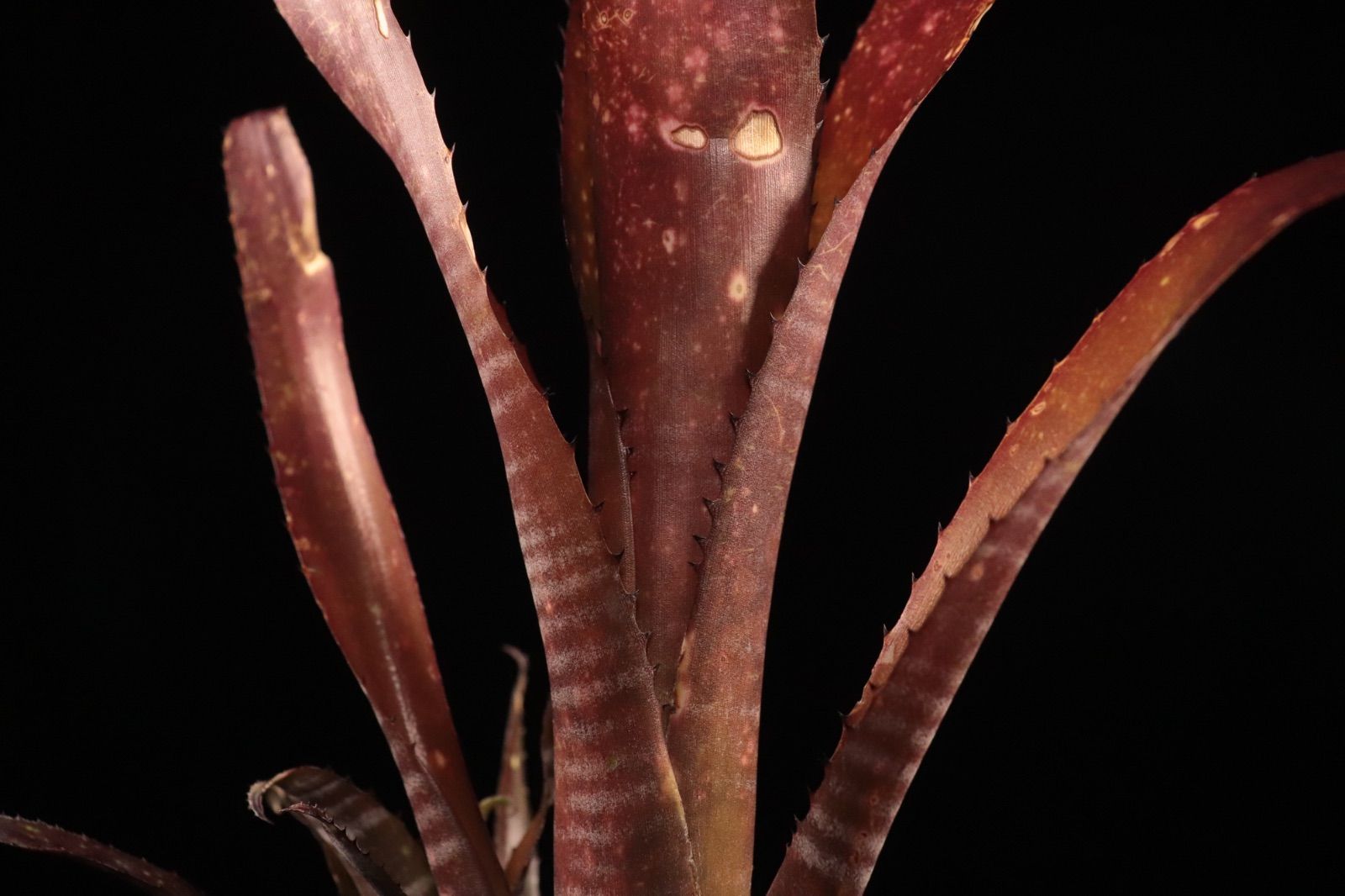 ブロメリア・エアープランツ Billbergia Kolan Crunch 送料無料