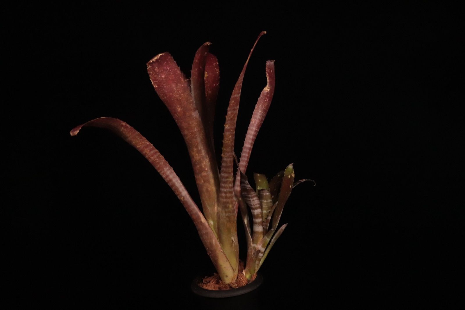 ブロメリア・エアープランツ Billbergia Kolan Crunch 送料無料