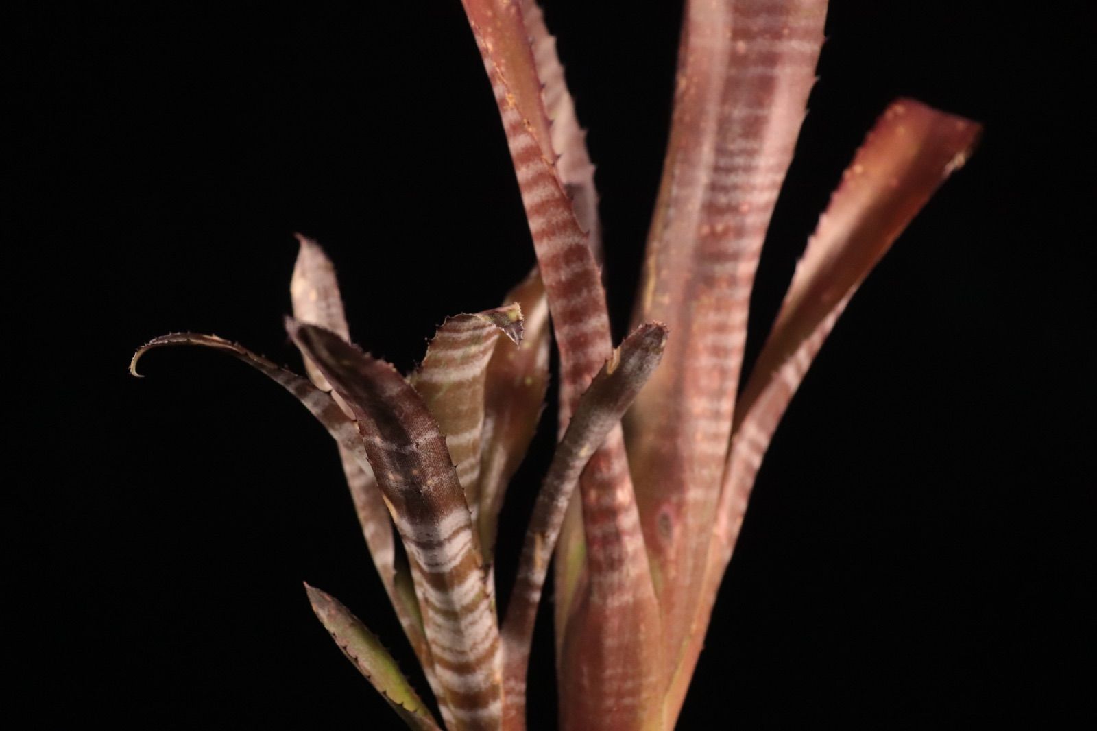 ブロメリア・エアープランツ Billbergia Kolan Crisp Billbergia Kolan Crisp Billbergia Kolan Gift – Andys Bromeliads