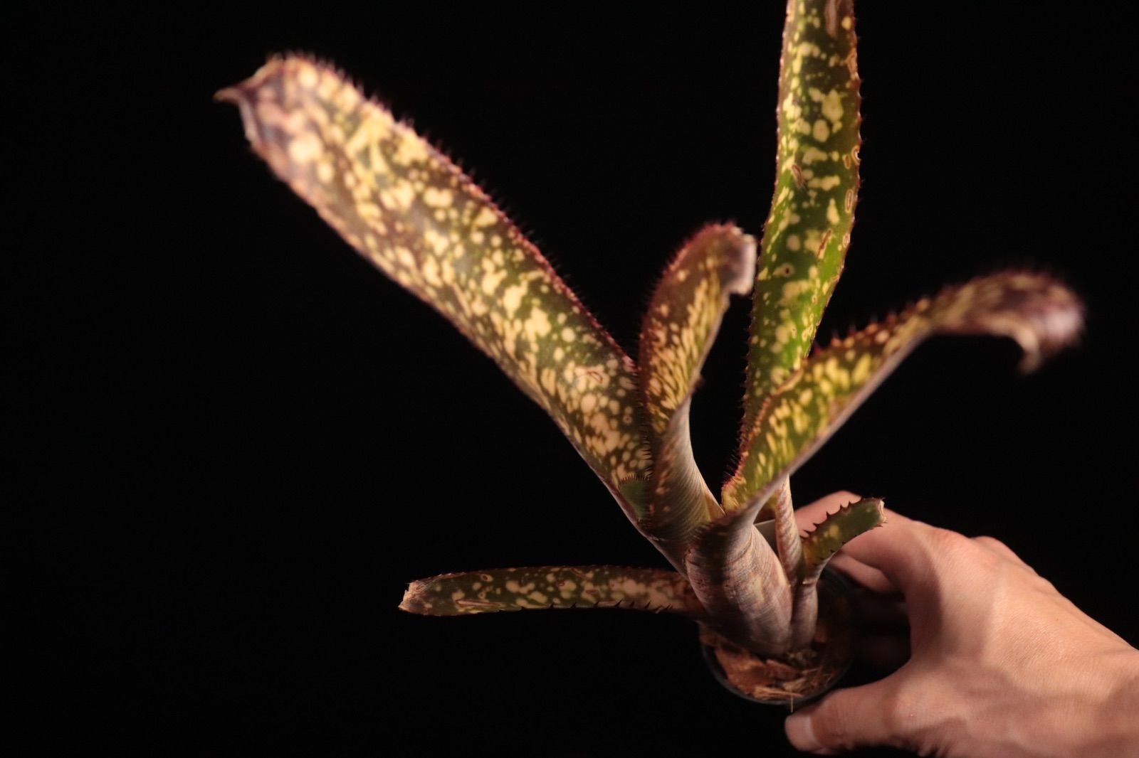 ブロメリア・エアープランツ Billbergia Kolan Off Spring 送料無料