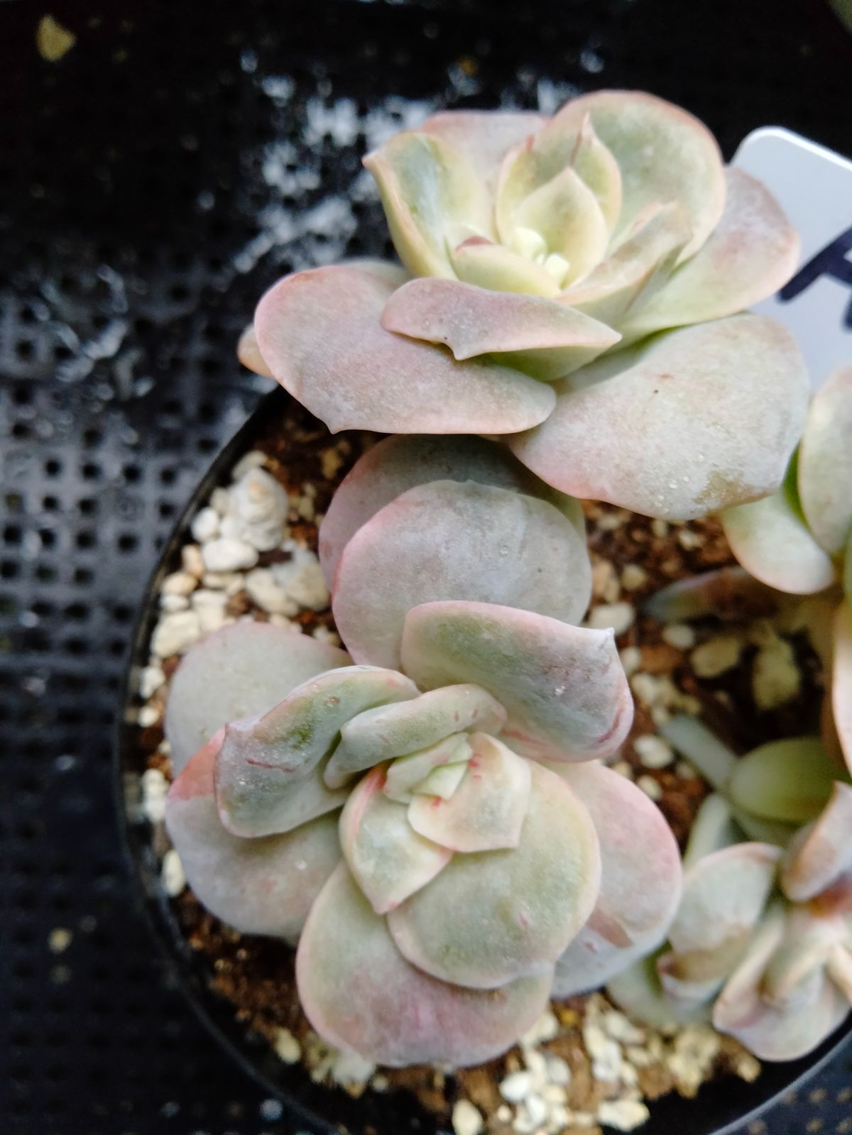 多肉植物 ラブリーローズ錦 赤 葉挿し苗1年生 A - メルカリ