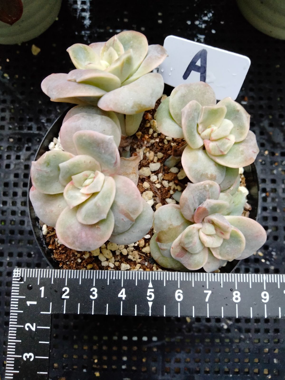 多肉植物 ラブリーローズ錦 赤 葉挿し苗1年生 A - メルカリ