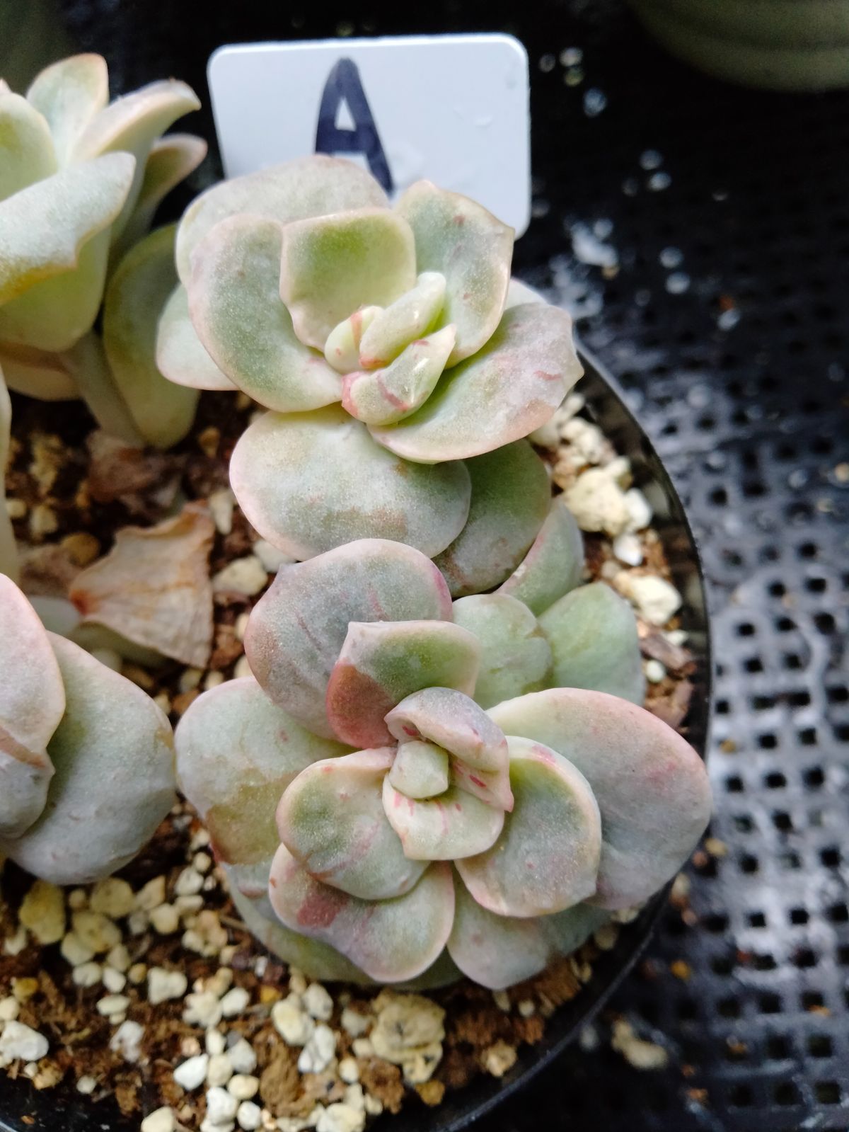 ❤ラブリーローズ錦❤✨白斑✨  美苗  葉挿しっ子 美斑   速達付 ❤ラブリーローズ錦❤✨白斑✨ 美苗 葉挿しっ子 美斑 速達付 新作登場