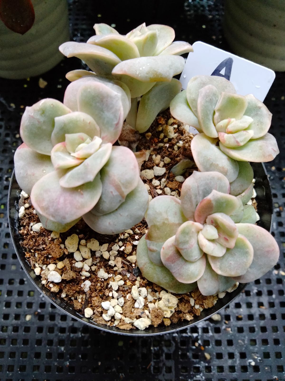 多肉植物 ラブリーローズ錦 赤 葉挿し苗1年生 A - メルカリ