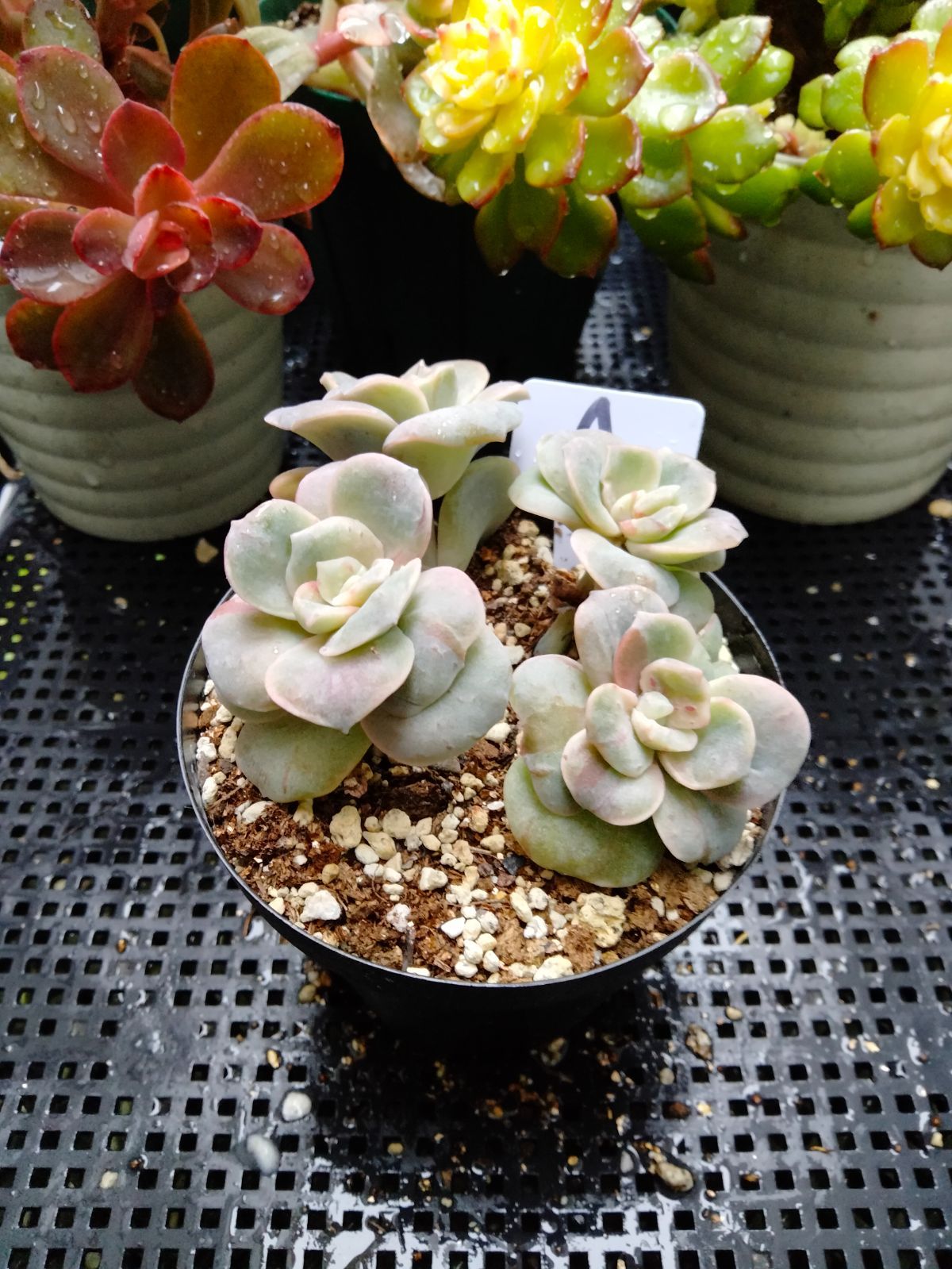 多肉植物 ラブリーローズ錦 赤 葉挿し苗1年生 A - メルカリ