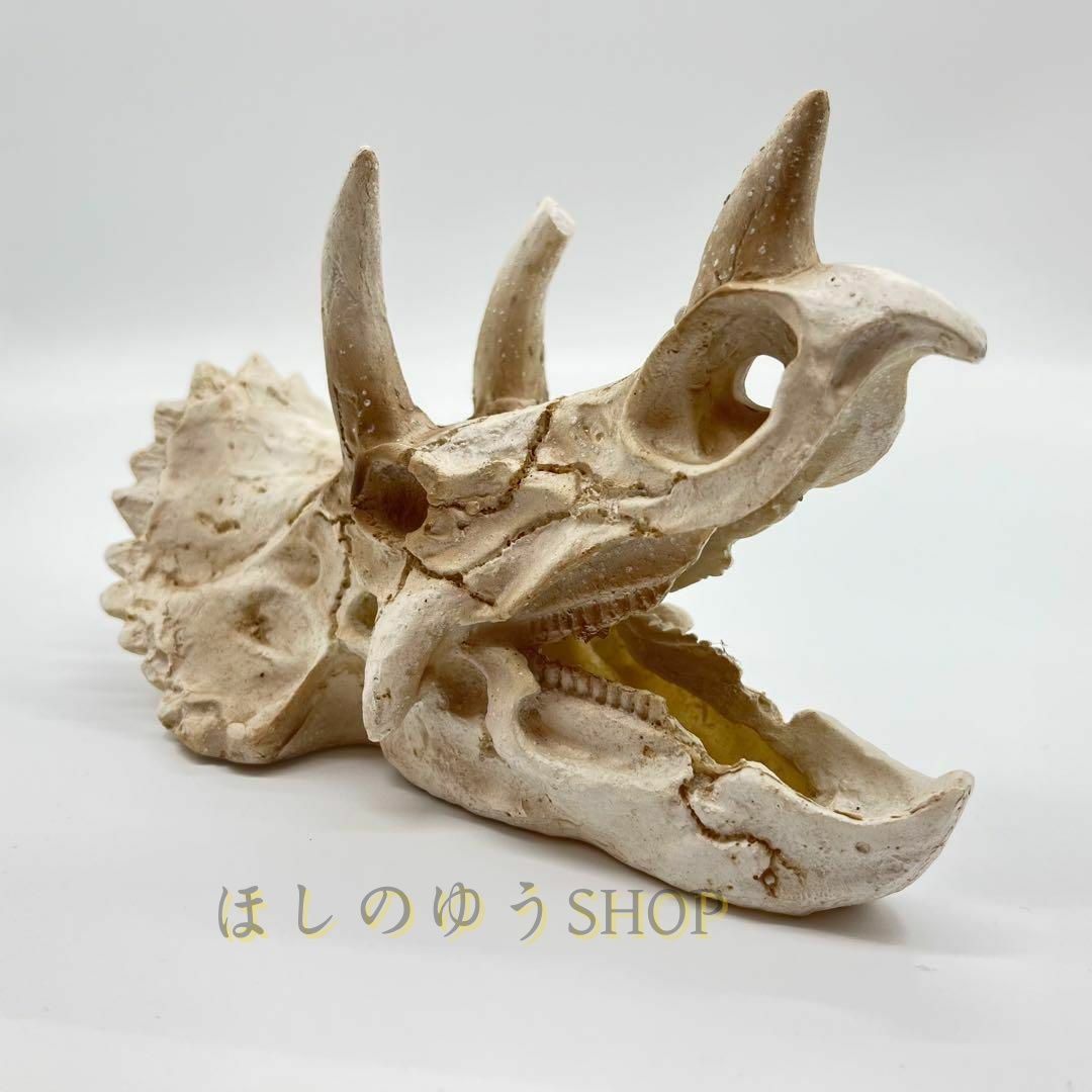 ステゴケラス 頭骨レプリカ その他 歯 化石 ステゴケラス 頭骨レプリカ その他 歯 化石 ステゴケラス 頭骨レプリカ