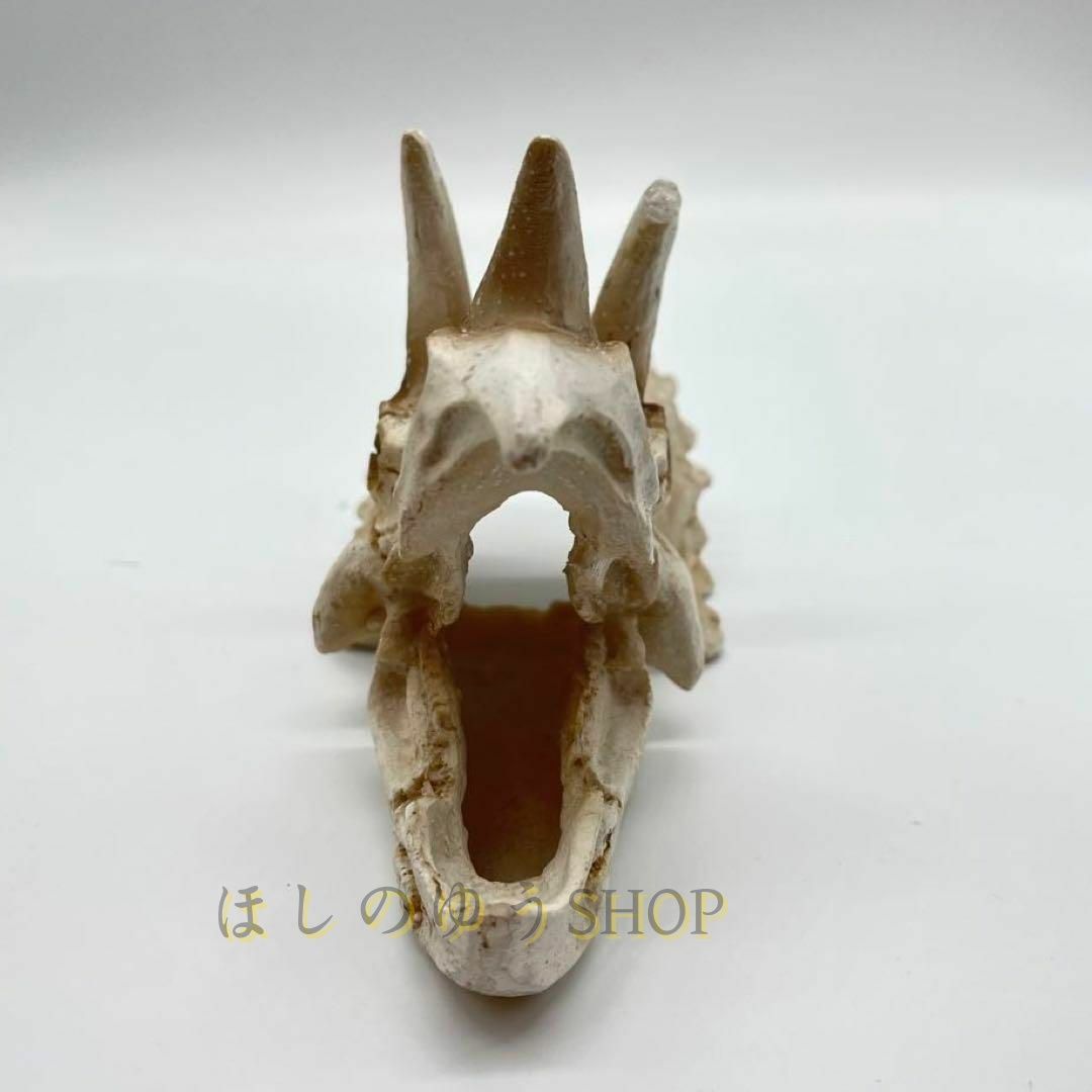 恐竜の化石 トリケラトプス