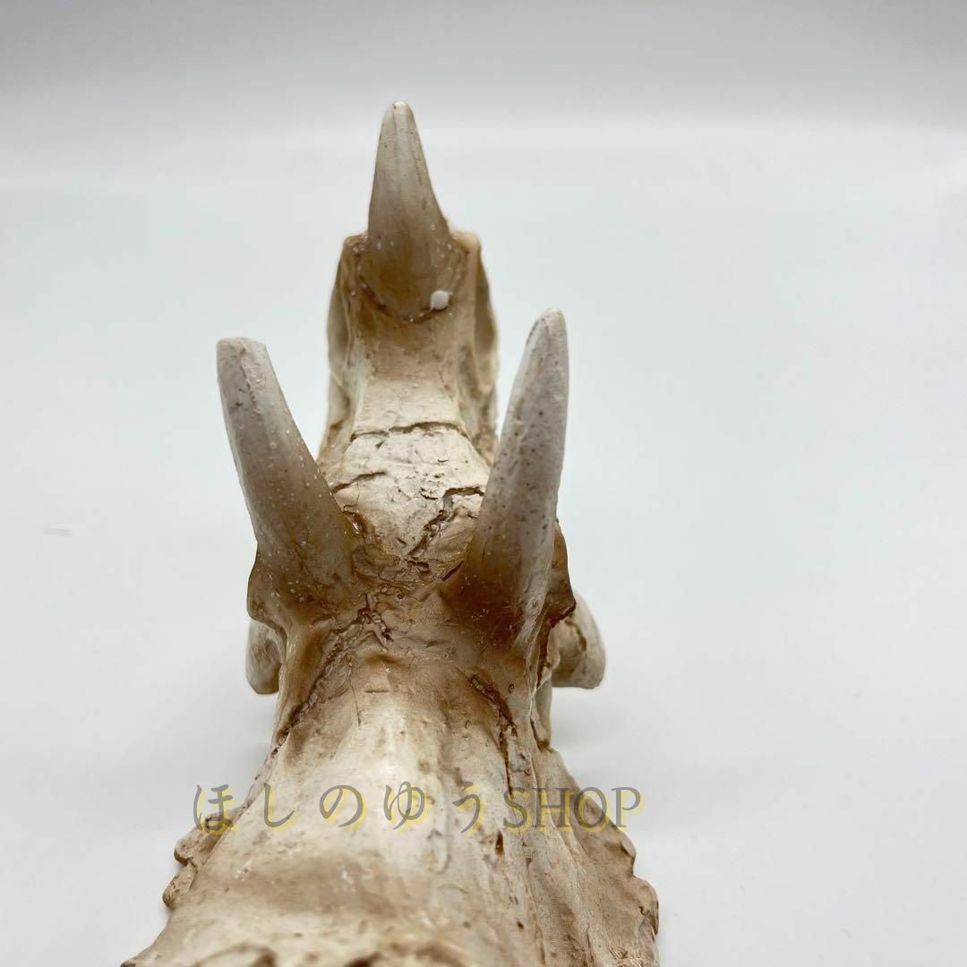 中 ミドルサイズ