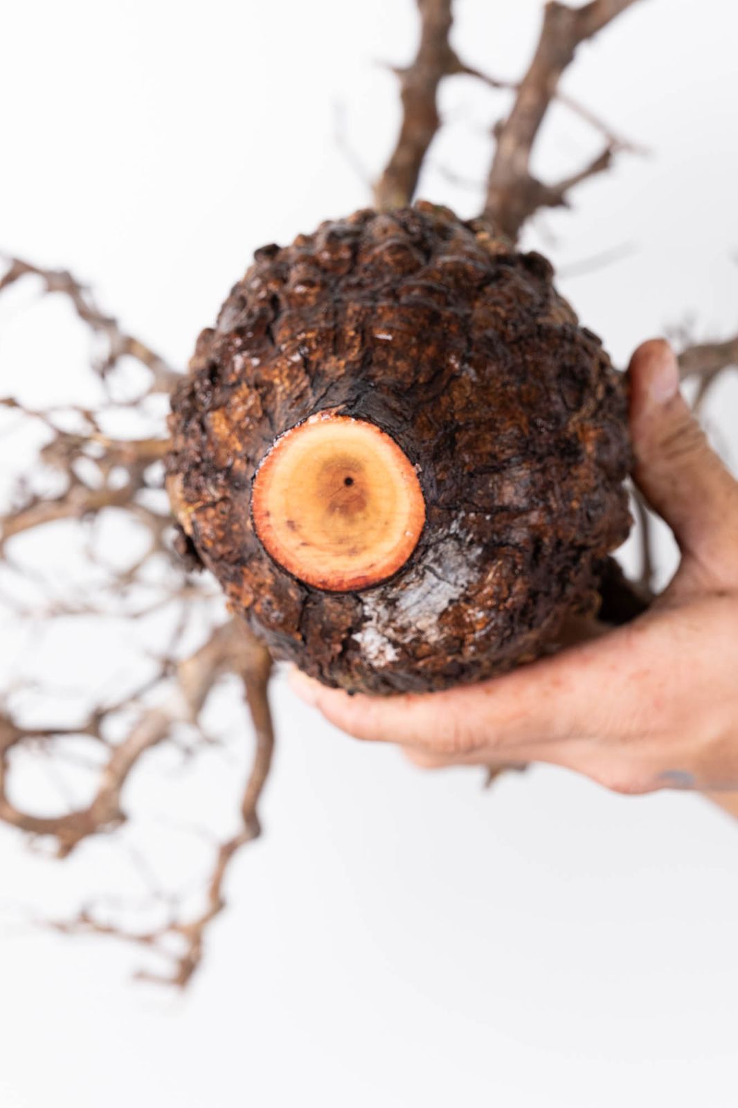 オペルクリカリア　パキプス　ベアルート株　腐り有り　2株 オペルクリカリア パキプス ベアルート株 腐り有り 2株