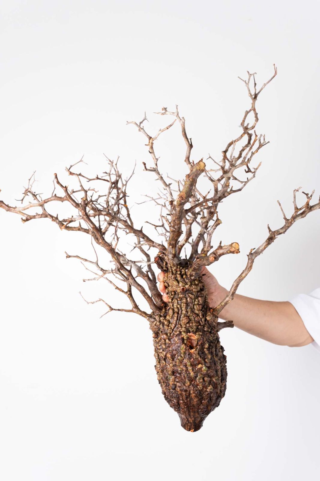 PP46 オペルクリカリア パキプス コーデックス ベアルート株 - メルカリ