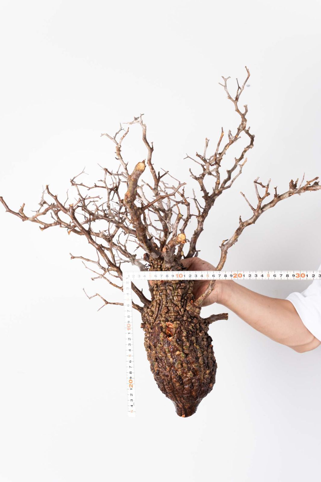 CP118 オペルクリカリア パキプス ベアルート株 オペルクリカリア パキプス ベアルート株 オペルクリカリア パキプス