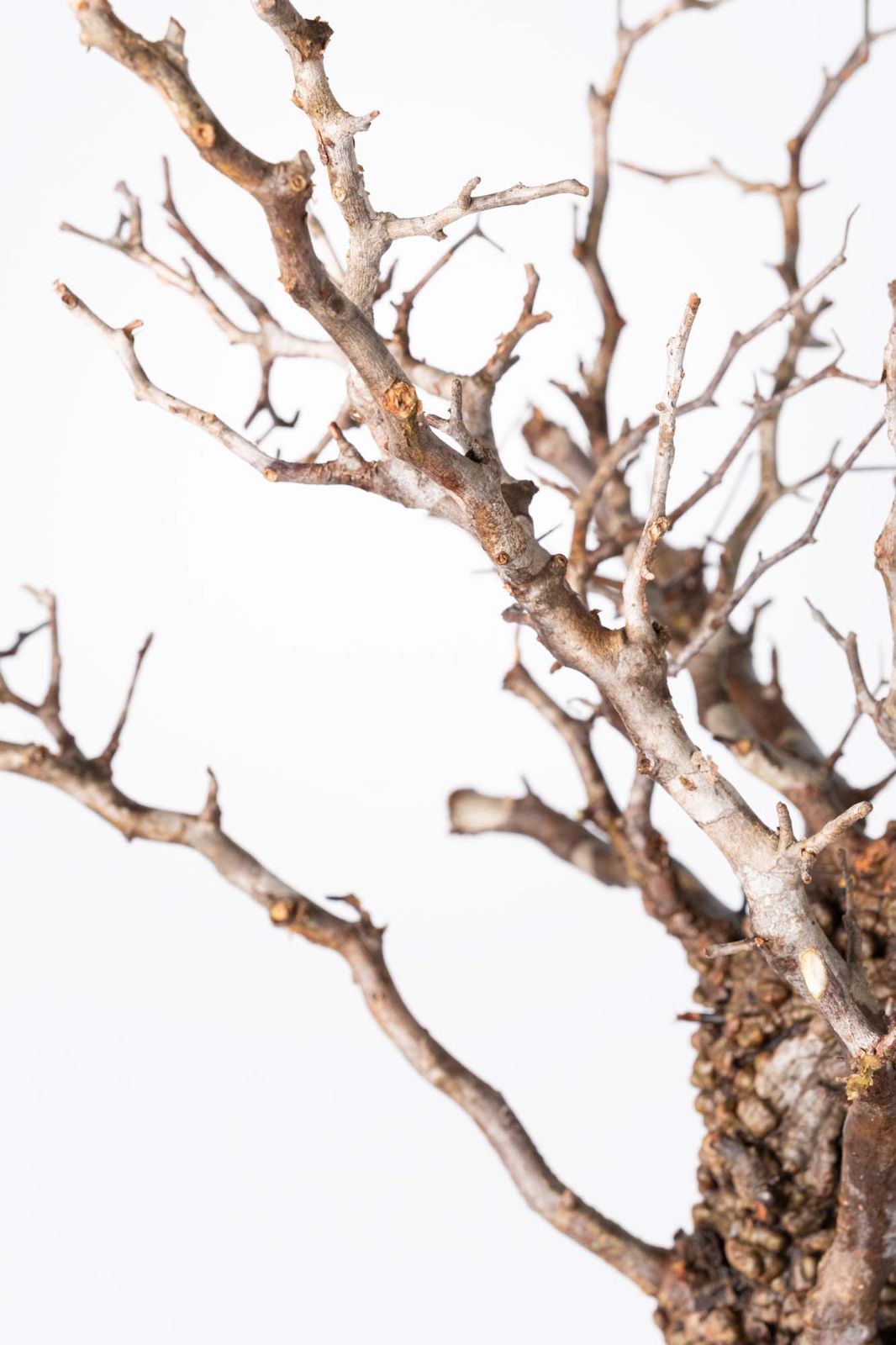 PP46 オペルクリカリア パキプス コーデックス ベアルート株 - メルカリ