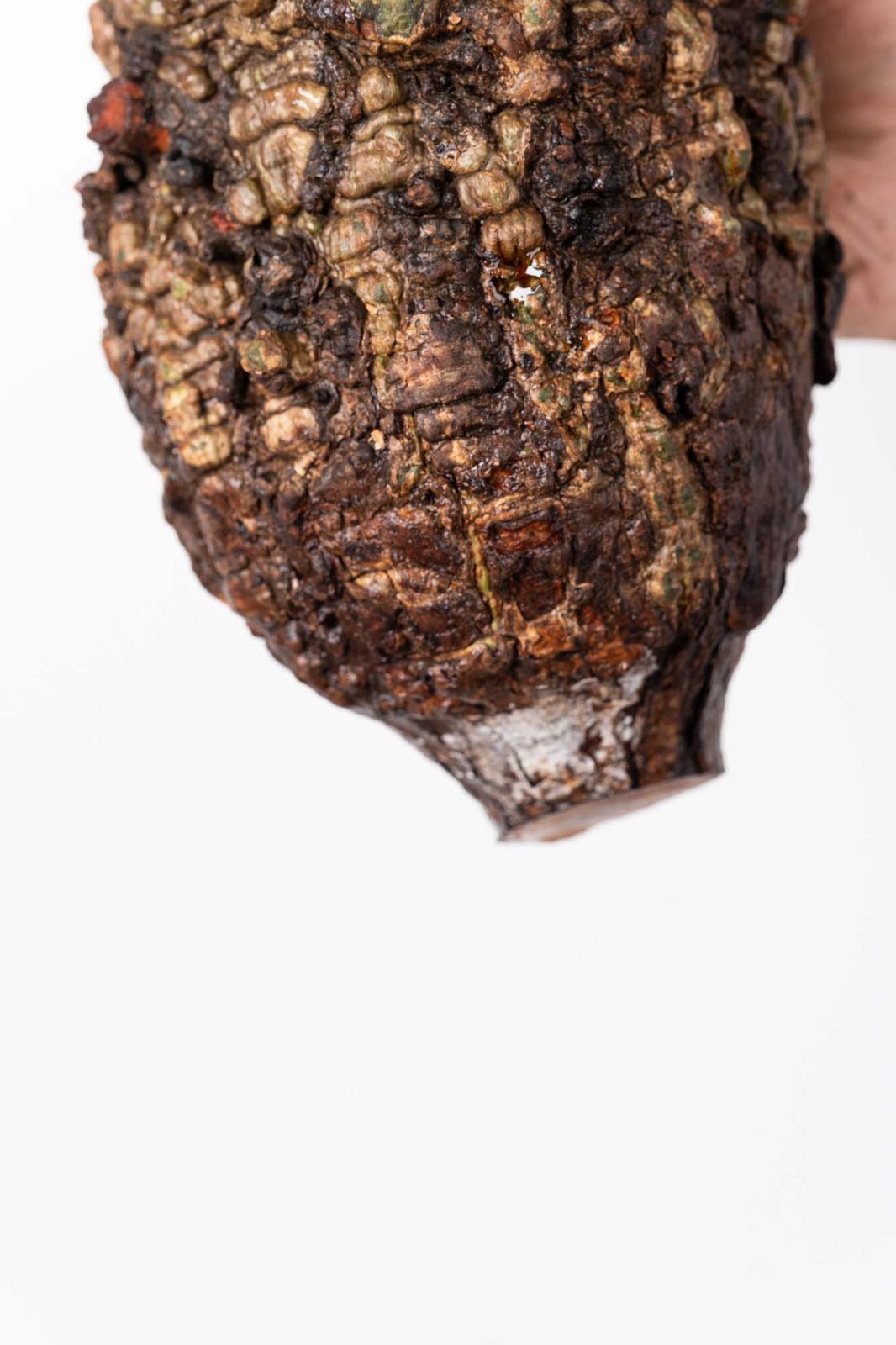 PP46 オペルクリカリア パキプス コーデックス ベアルート株 - メルカリ