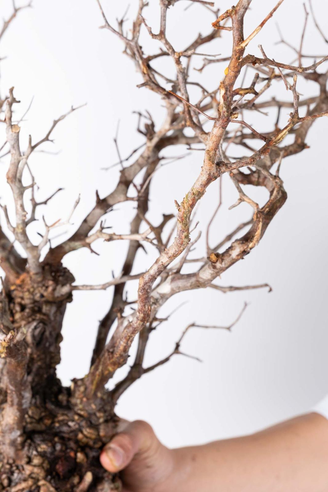 オペルクリカリア　パキプス　ベアルート株　腐り有り　2株 塊根植物専門『ハコネコオークション』開催中！！ – HakoNeko_Plants