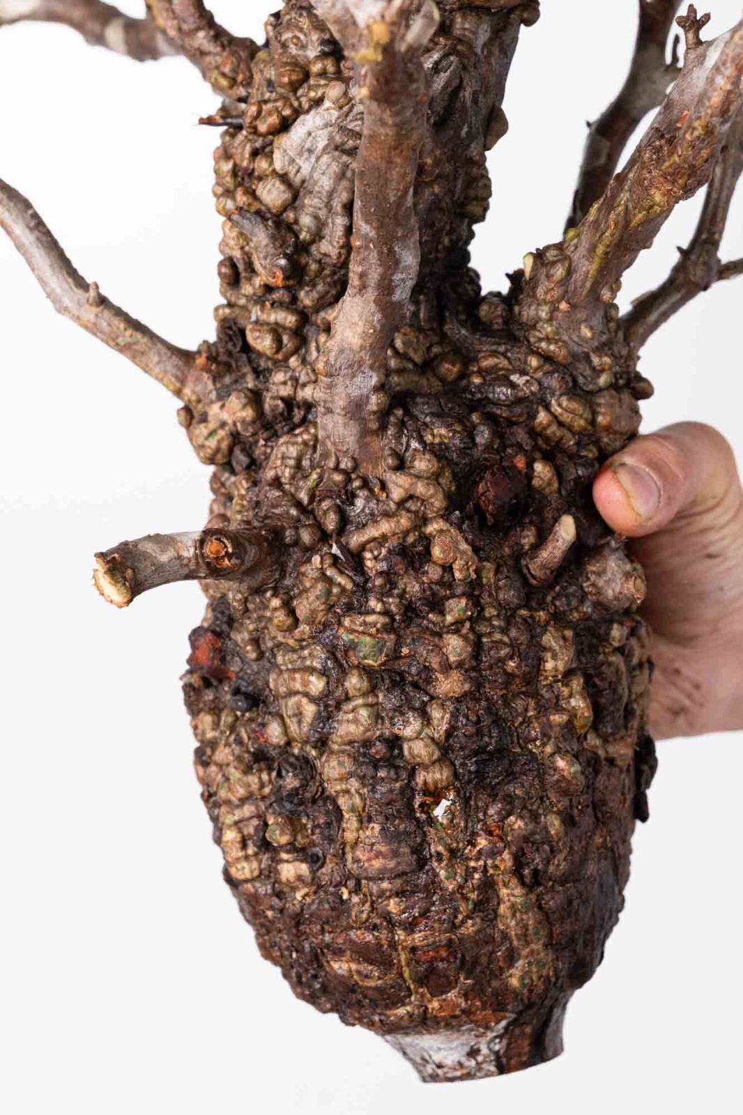 オペルクリカリア　パキプス　ベアルート株　腐り有り　2株 オペルクリカリア パキプス ベアルート株 腐り有り 2株