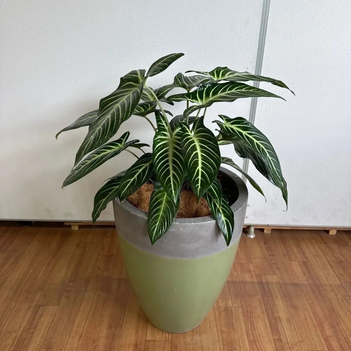鉢カバー 陶器鉢 植木鉢 鉢 大型 大きいサイズ 10号 グリーン 観葉植物