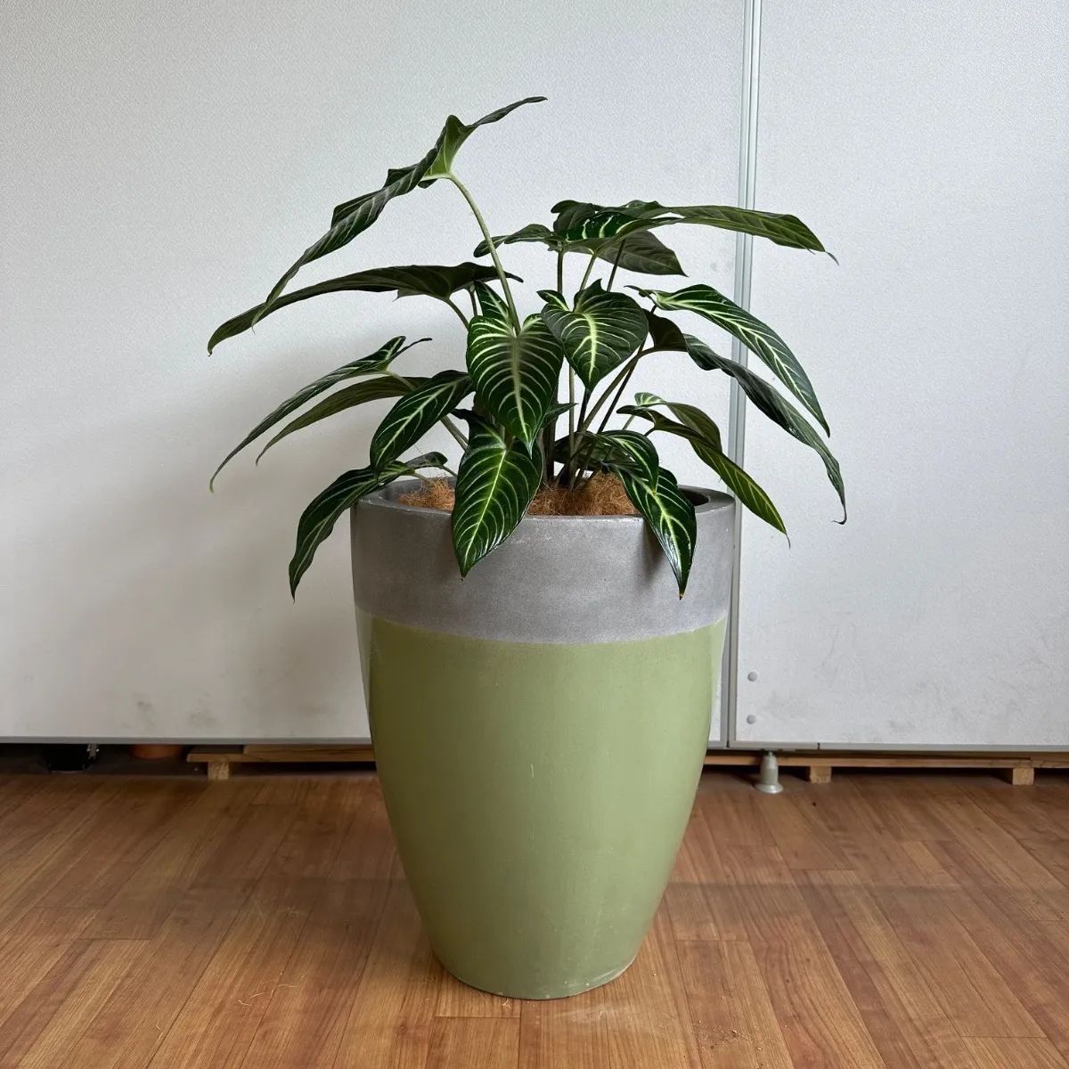 鉢カバー 陶器鉢 植木鉢 鉢 大型 大きいサイズ 10号 グリーン 観葉植物