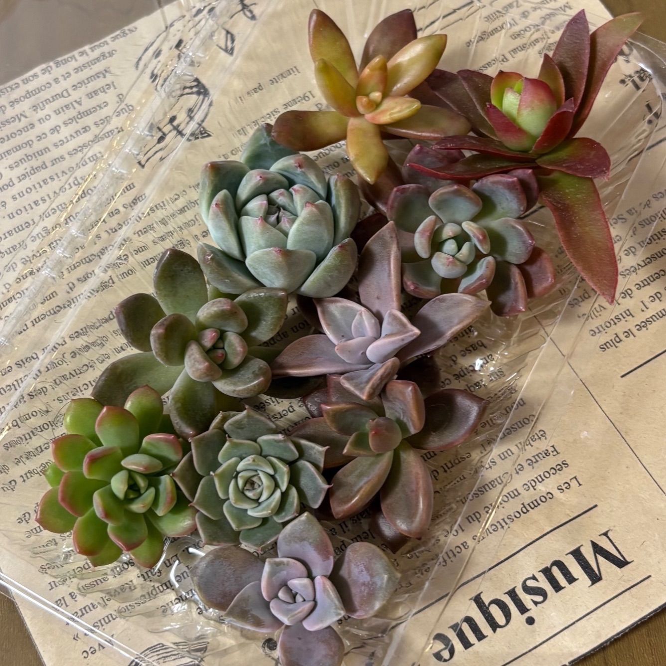 多肉植物 カット苗 寄せ植え 詰め合わせ 10種類 - メルカリ