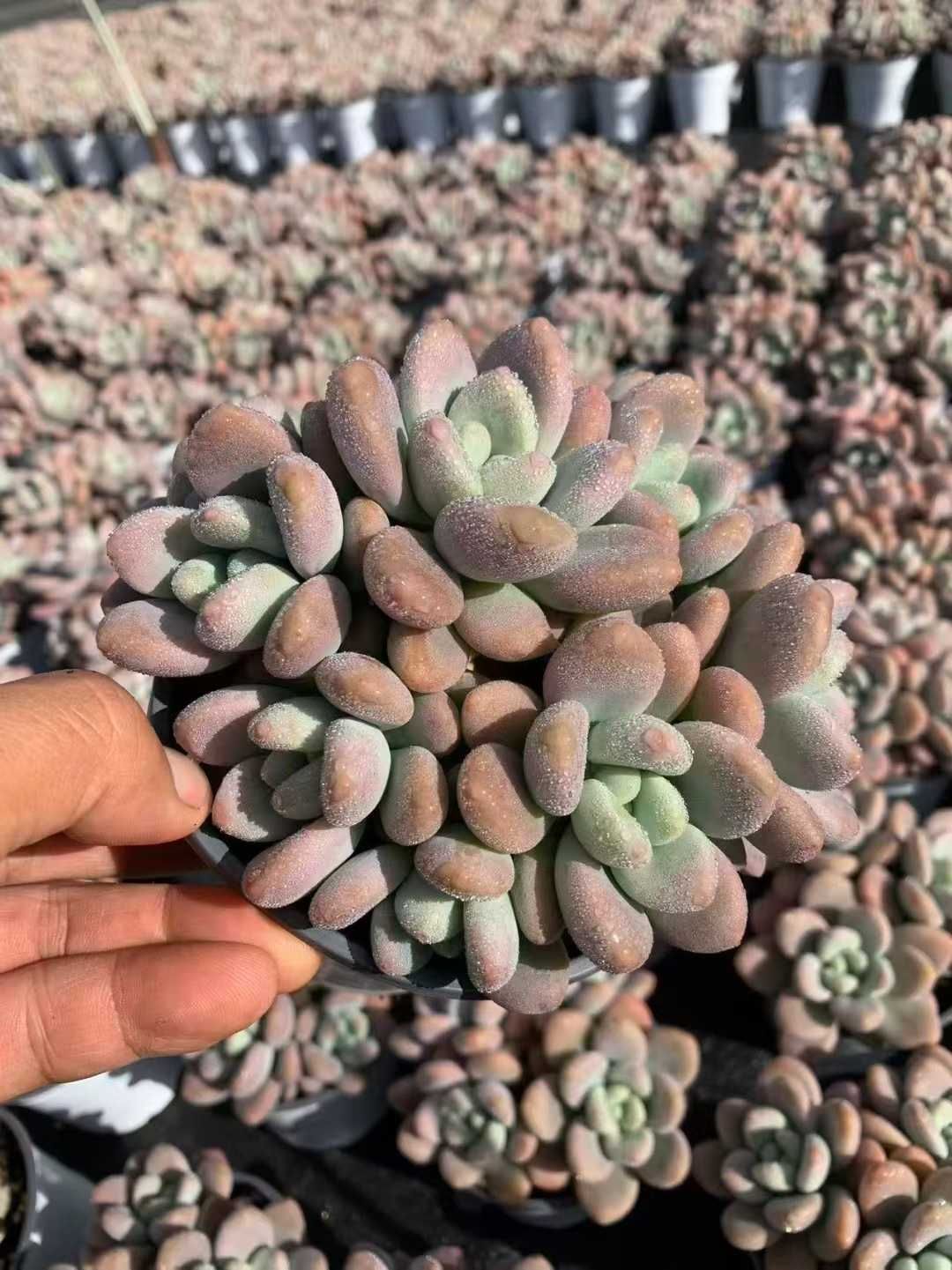 18株の土鉢付きセット】レッドローシン群生 多肉植物 佐川急便発送