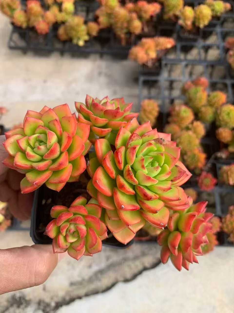 No.531 ❁オレンジライト❁ 抜き苗 多肉植物 寄せ植え No.531