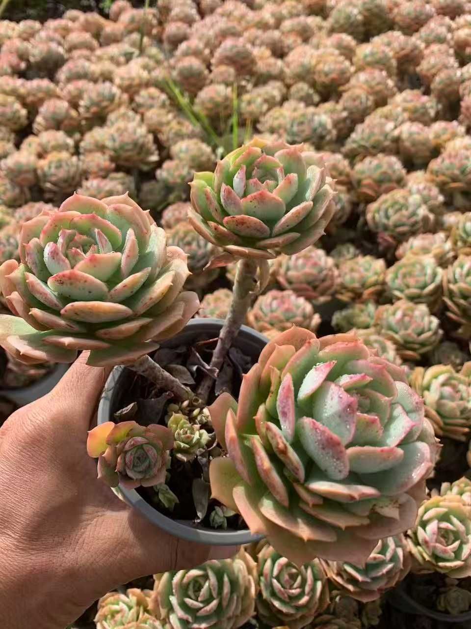 18株の抜き苗セット】カシオ 多肉植物 佐川急便発送 エケベリア 韓国苗