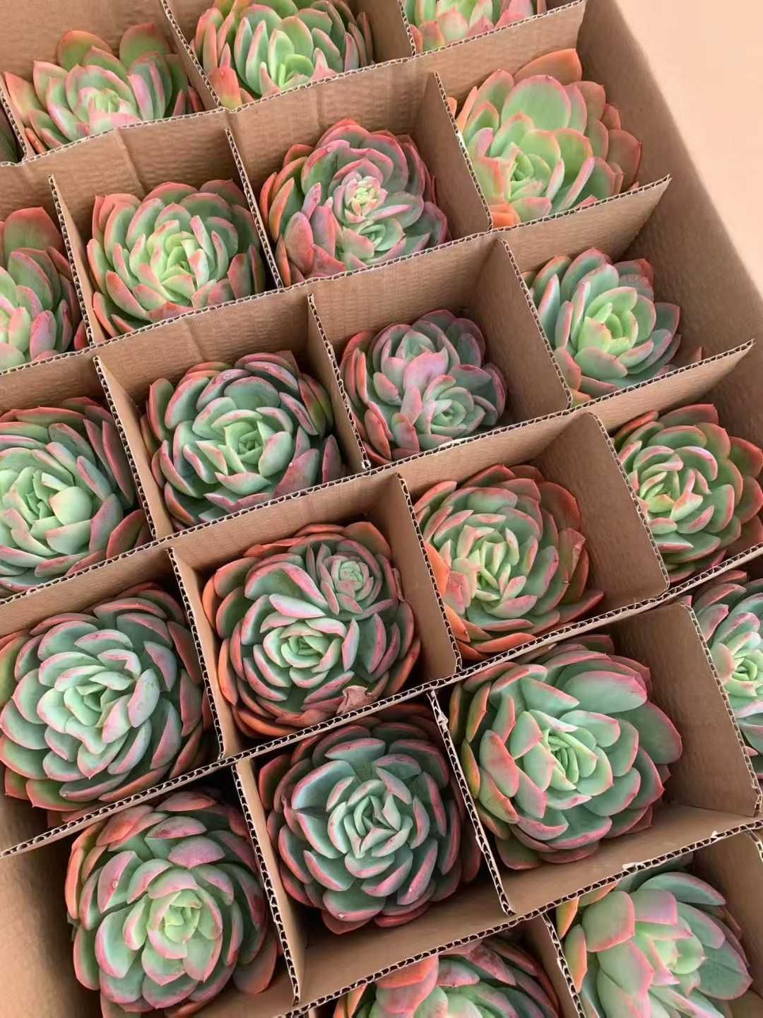 多肉植物 12品種♡抜き苗セット 多肉植物 12品種♡抜き苗セット(メルカリ便) - メルカリ