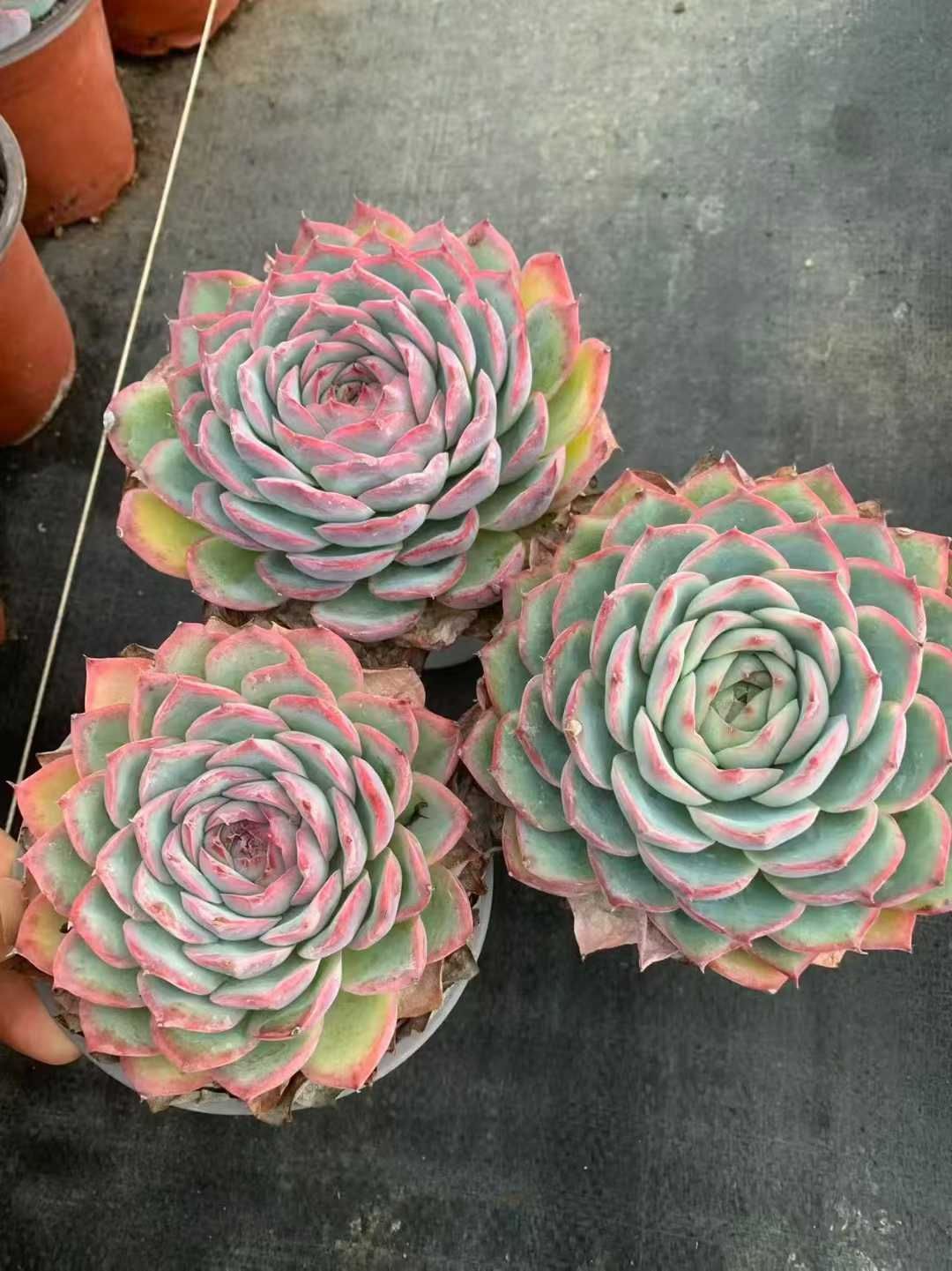 ↘️値下げ❗️多肉植物☆エケベリア「スプレンダー」☆カクトロコさん苗 抜き苗★札つき ↘️値下げ❗️多肉植物☆エケベリア「スプレンダー」☆カクトロコさん